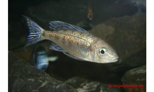 Cyathopharynx foai Kabogo